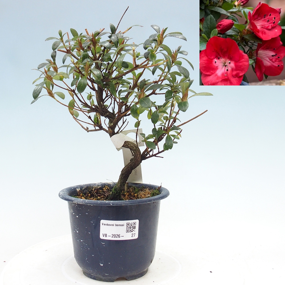 Outdoor bonsai - Japanese Azalea - Azalea Benibeni