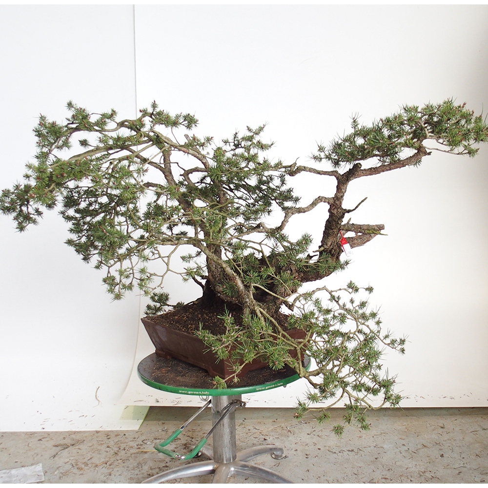 Yamadori - Pinus sylvestris Spain