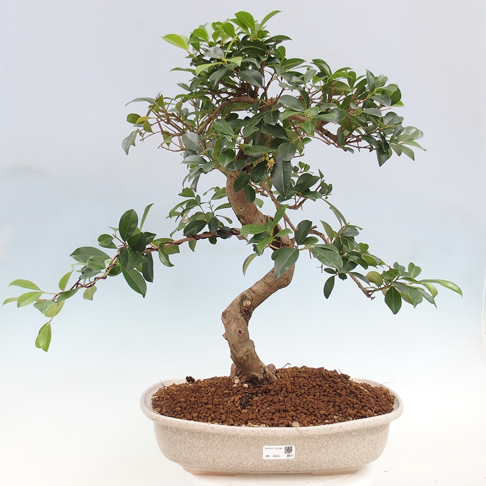 Room bonsai - Australian cherry - Eugenia uniflora - PERSONAL COLLECTION ONLY or pallet transport