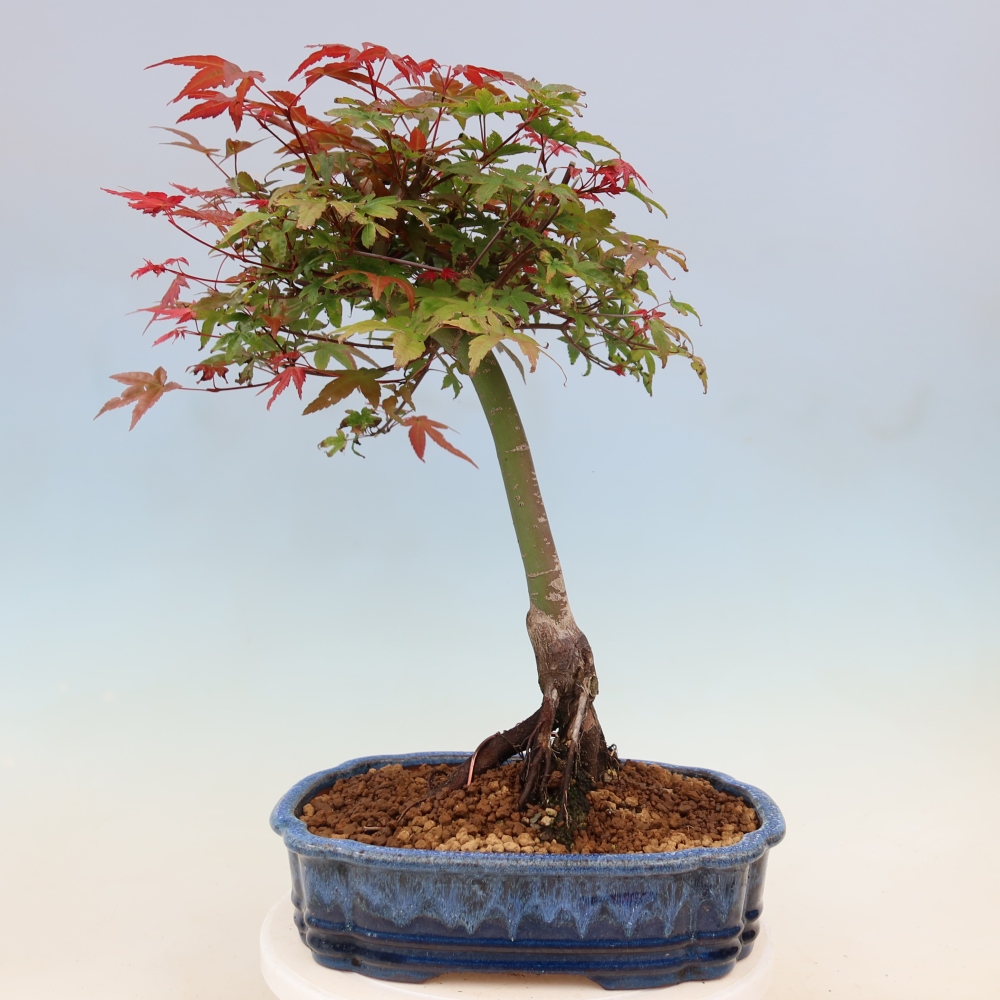 Norway maple - Acer palmatum Beni Tsukasa