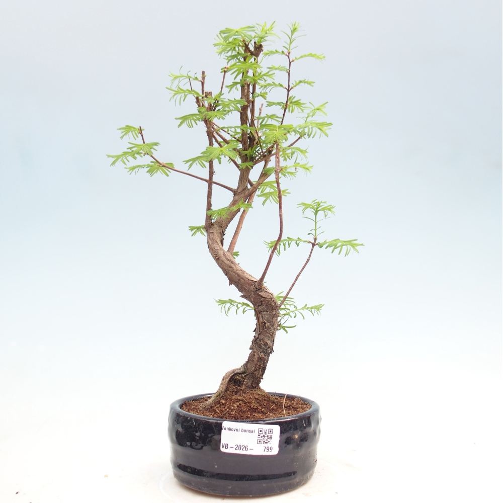 Outdoor bonsai - Metasequoia glyptostroboides - Chinese Metasequoia