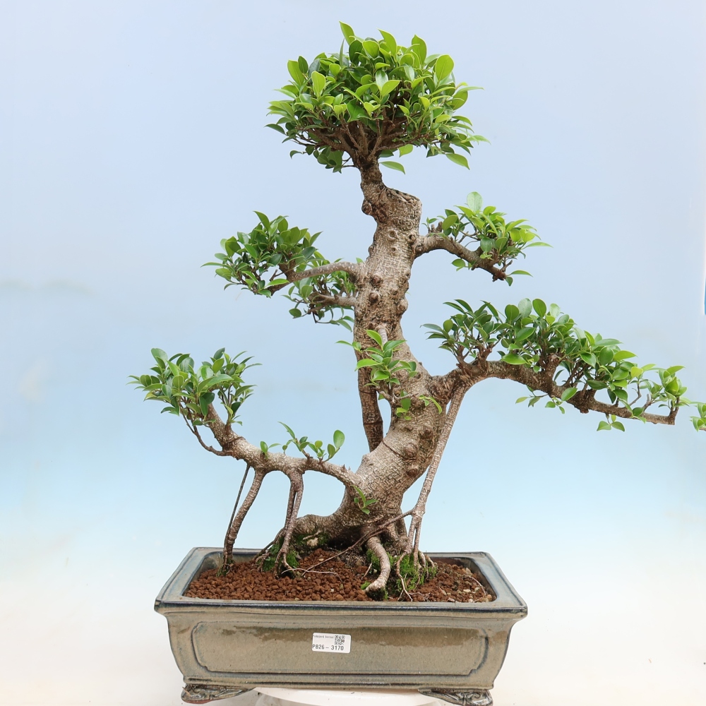 Room bonsai - Ficus kimmen - small-leaved ficus