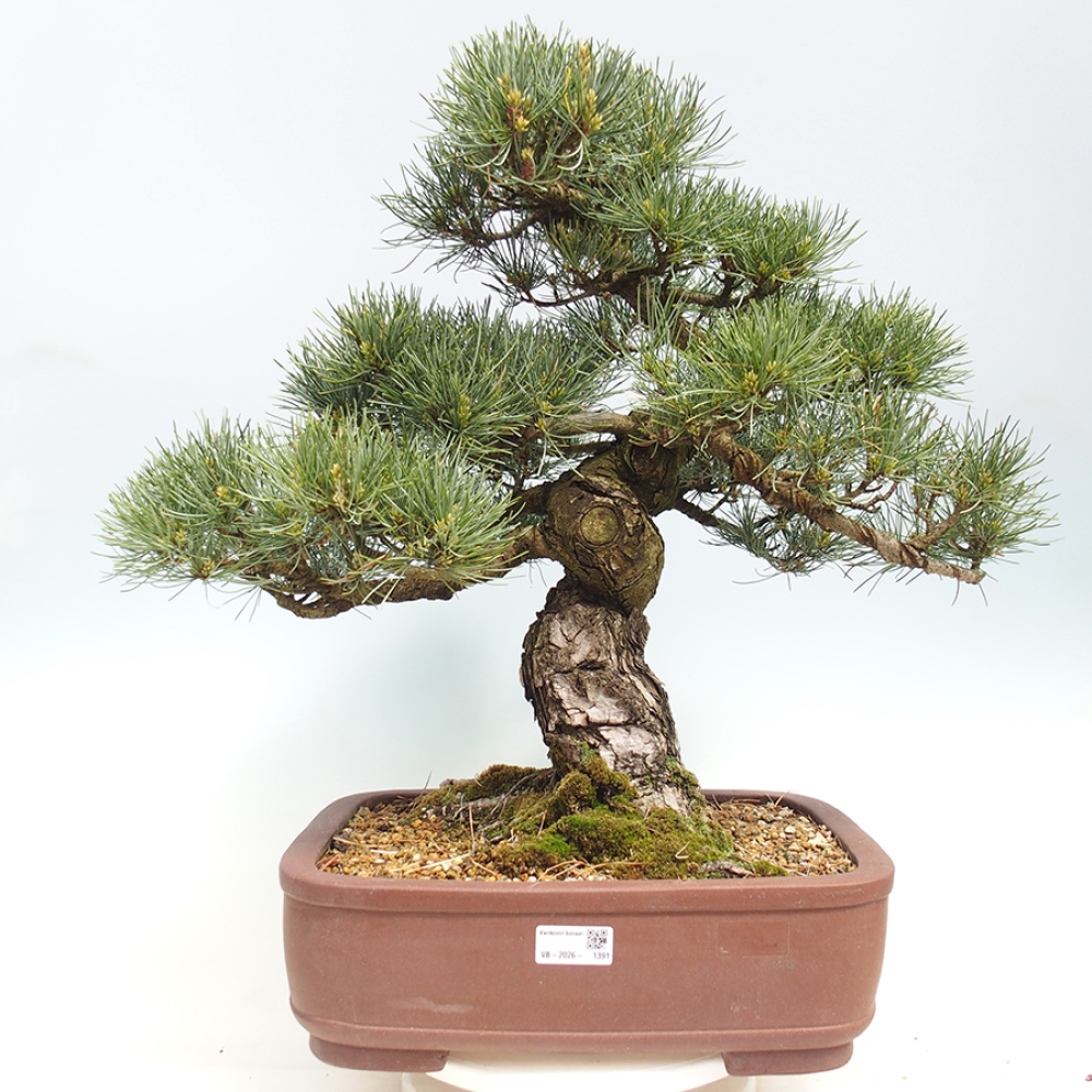Outdoor bonsai - Pinus parviflora - Pinus parviflora