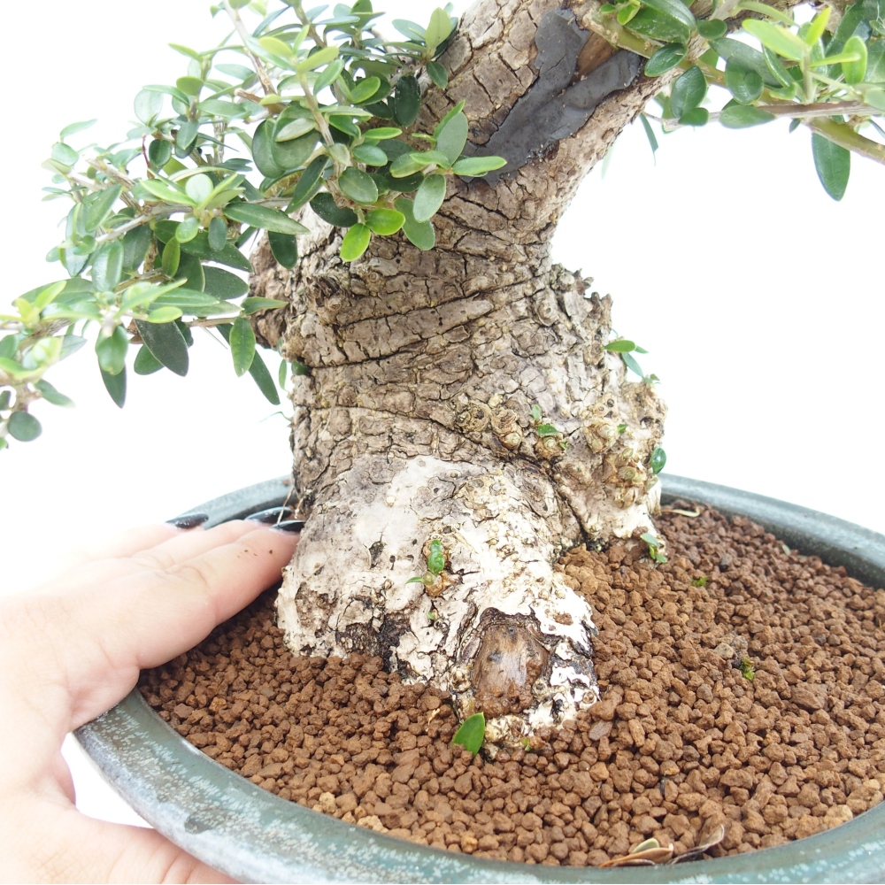 Indoor bonsai - Olea europaea sylvestris - European small-leaved olive oil