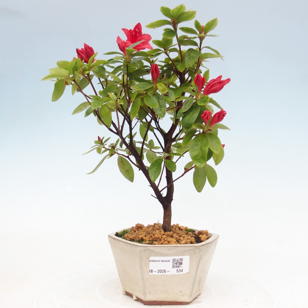 Outdoor bonsai - Japanese azalea - Azalea sp.