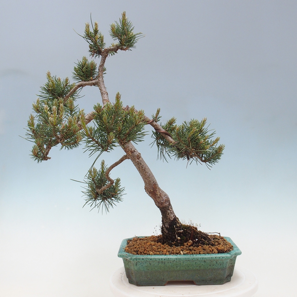 Outdoor bonsai - Pinus Sylvestris - Scots pine