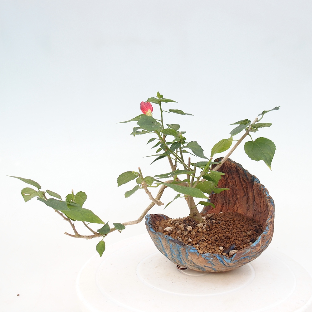 Indoor bonsai - Malvaviscus arboreus