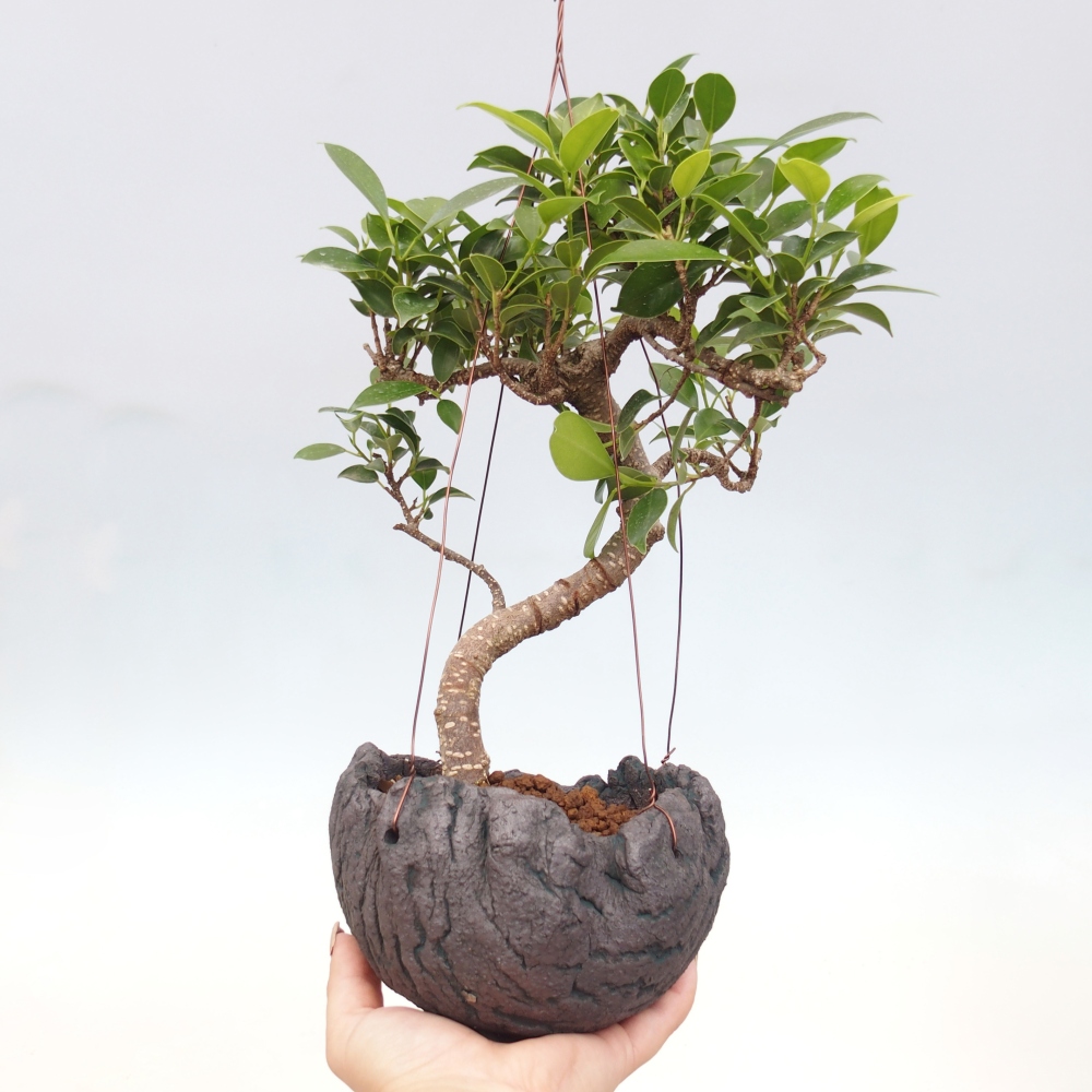 Kokedama in ceramics - small-leaved ficus - Ficus kimmen