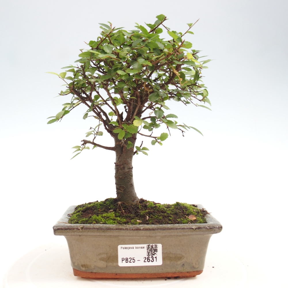 Indoor bonsai - Ulmus parvifolia - Small-leaved elm