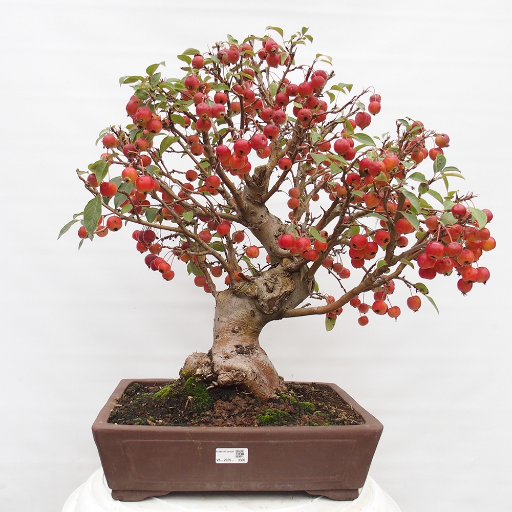 Outdoor bonsai - Malus halliana - Small-fruited apple tree
