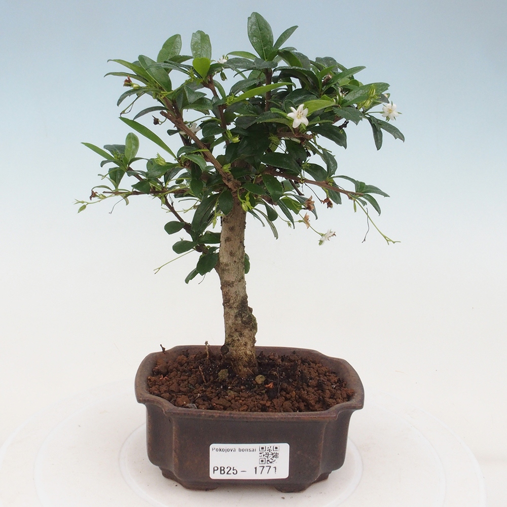 Indoor bonsai - Carmona macrophylla - Fuki tea