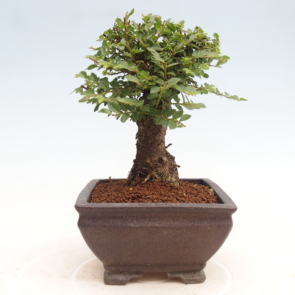 Outdoor bonsai - Ulmus parvifolia Hokkaido - Chinese elm