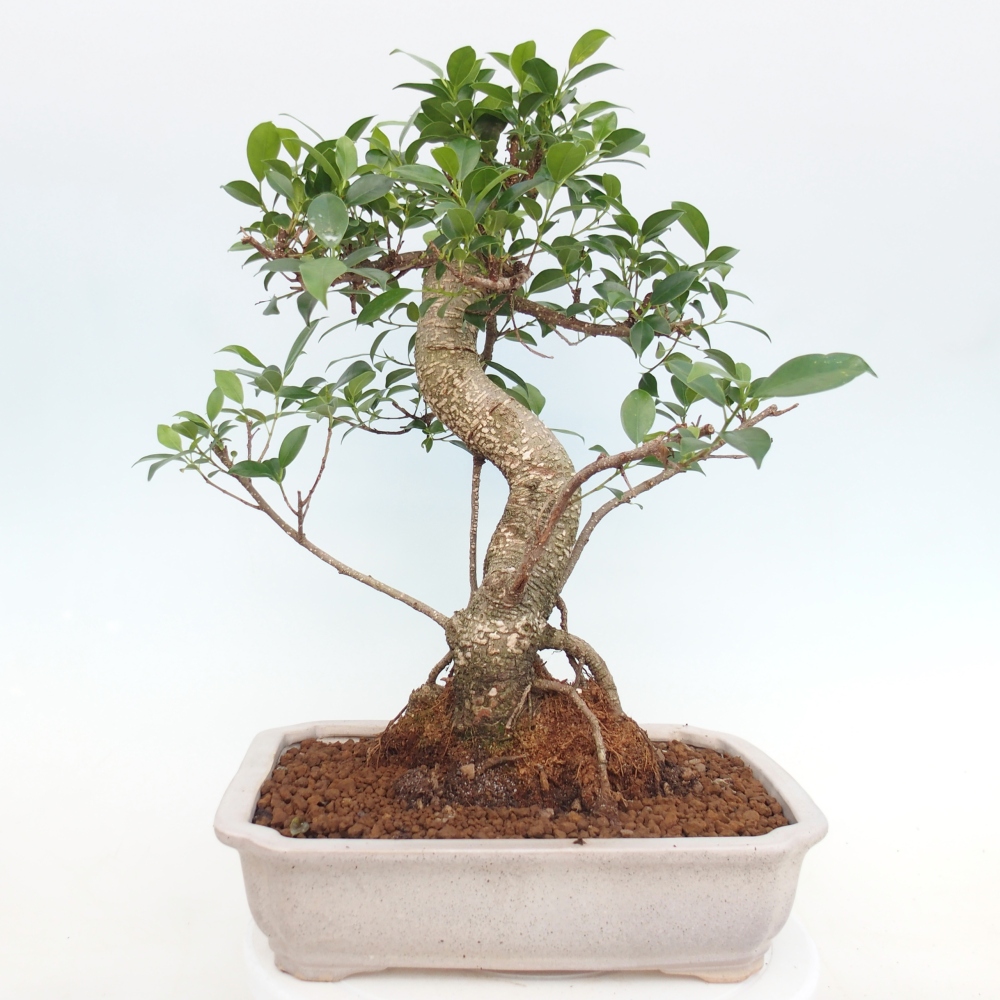 Room bonsai - Ficus kimmen - small-leaved ficus