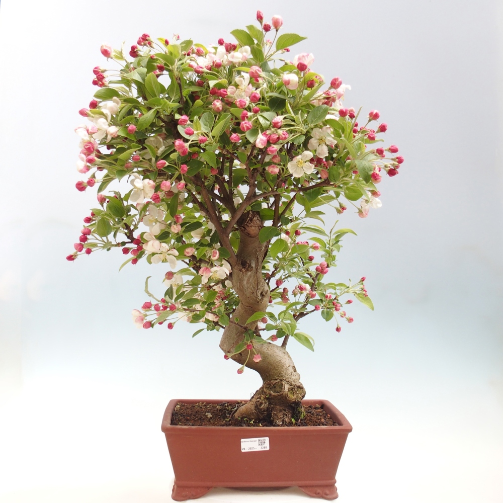 Outdoor bonsai -Malus halliana - Small-fruited apple tree