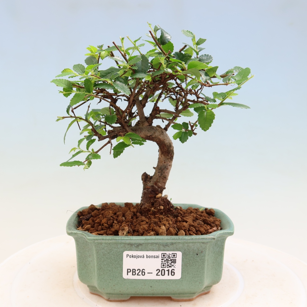 Room bonsai - Ulmus parvifolia - Small-leaved elm