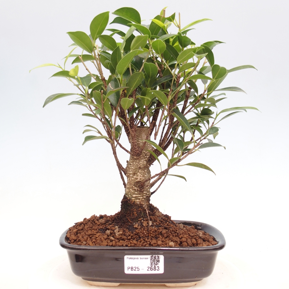 Indoor bonsai - Ficus retusa - small ficus