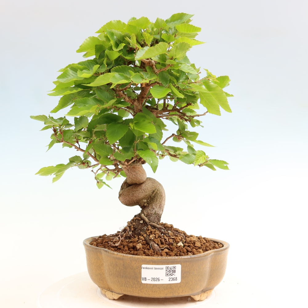 Outdoor bonsai -Carpinus coreana - Korean Hornbeam