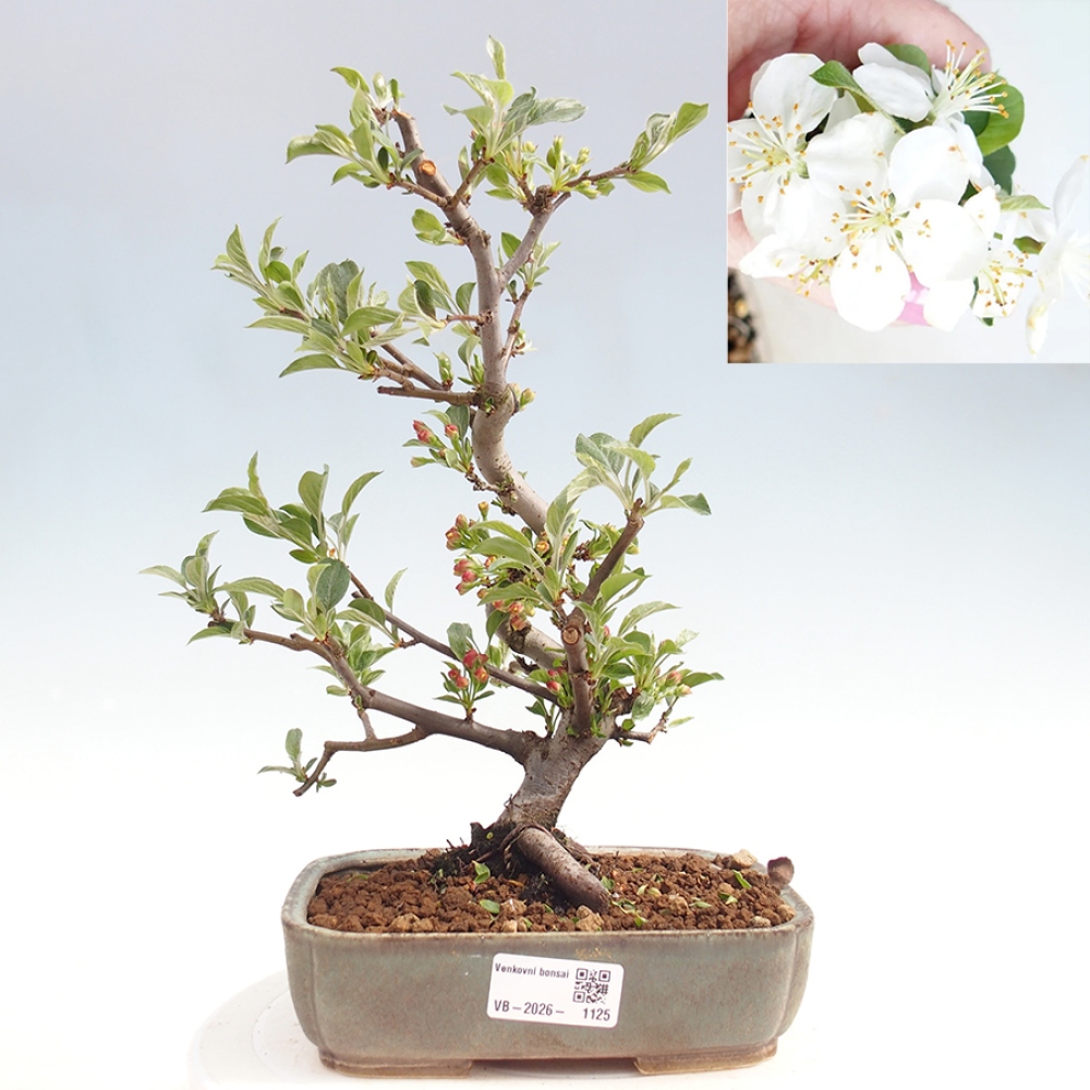 Outdoor bonsai - Malus sargentii - Small-fruited apple tree