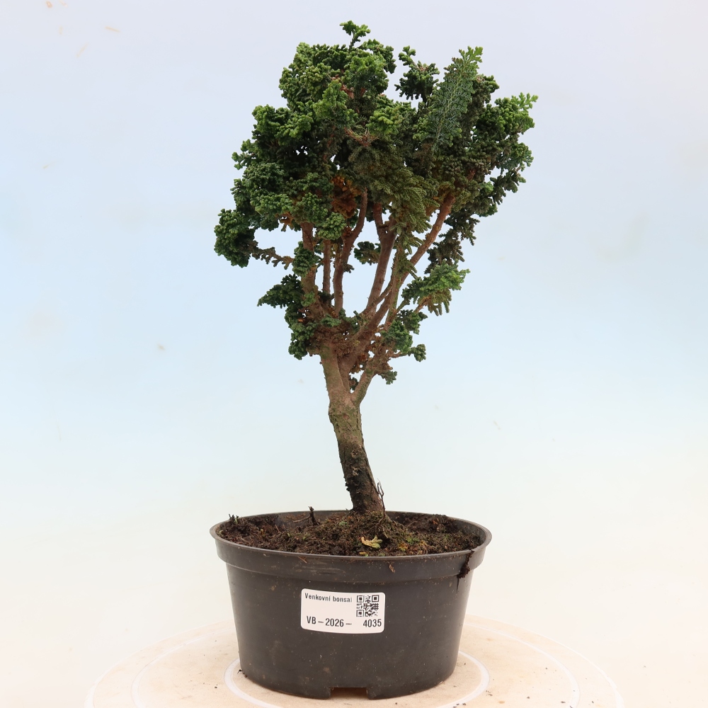 Outdoor bonsai - Cham. obtusa SEKKA HINOKI - Cypress