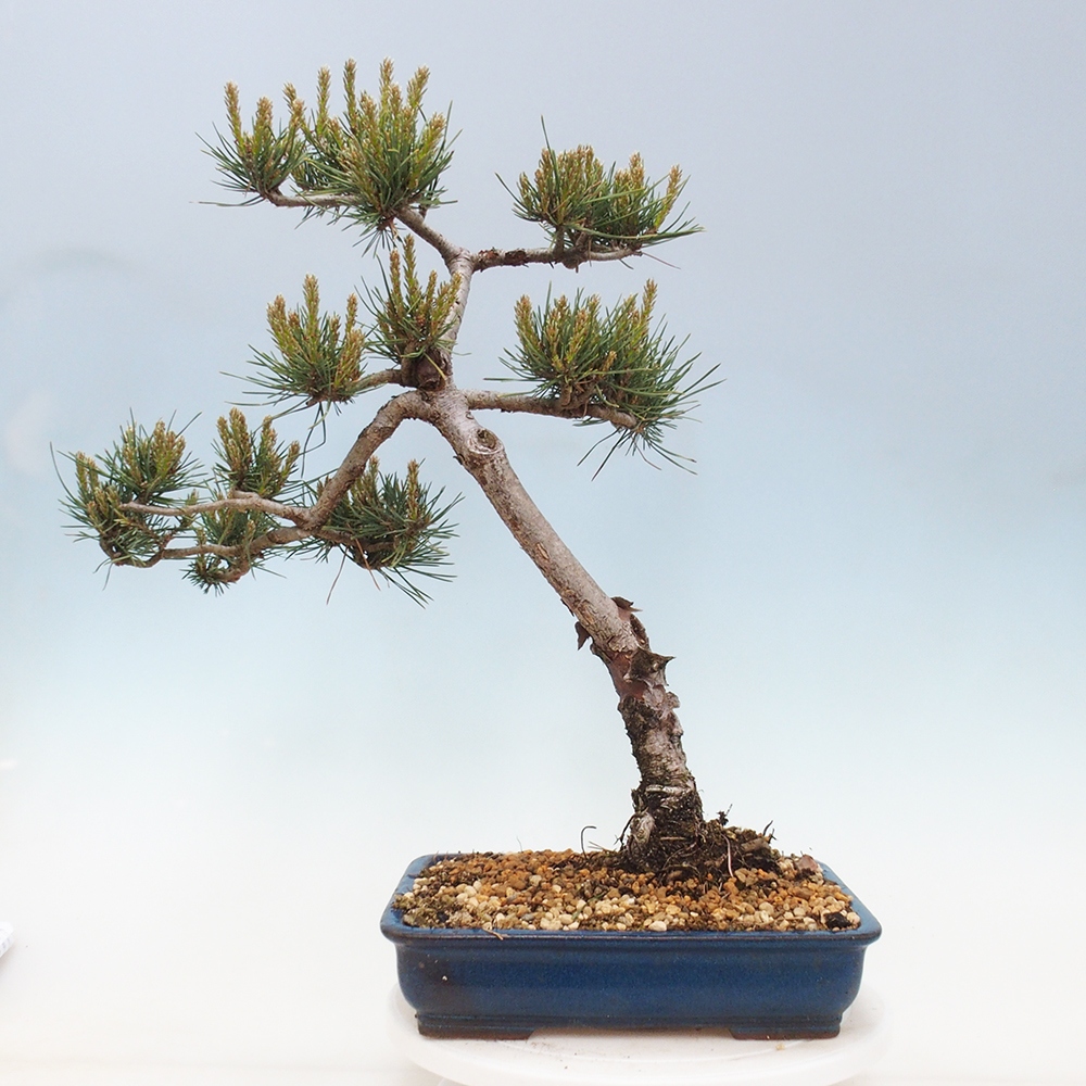 Outdoor bonsai - Pinus Sylvestris - Scots pine