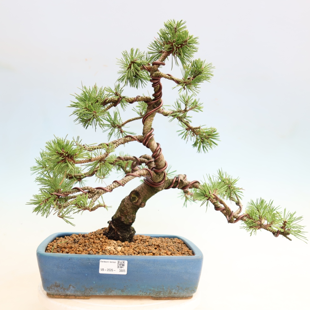 Outdoor Bonsai - Pinus mugo Humpy  - Mountain Pine