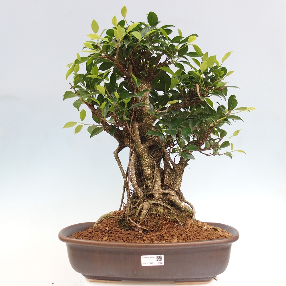 Room bonsai - Ficus kimmen - small-leaved ficus - PERSONAL COLLECTION ONLY or pallet transport