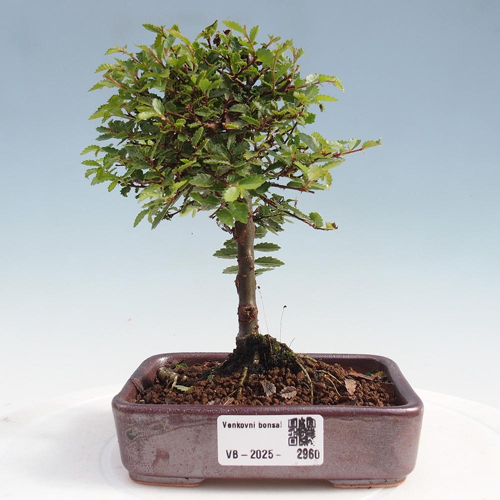 Outdoor bonsai - Ulmus parvifolia Sagei - Small-leaved elm