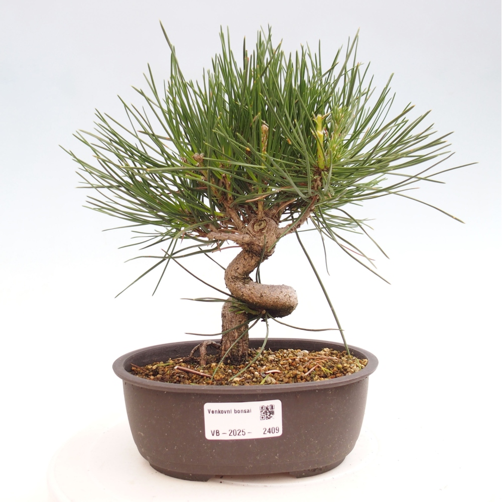 Outdoor bonsai - Pinus thunbergii - Thunbergia pine