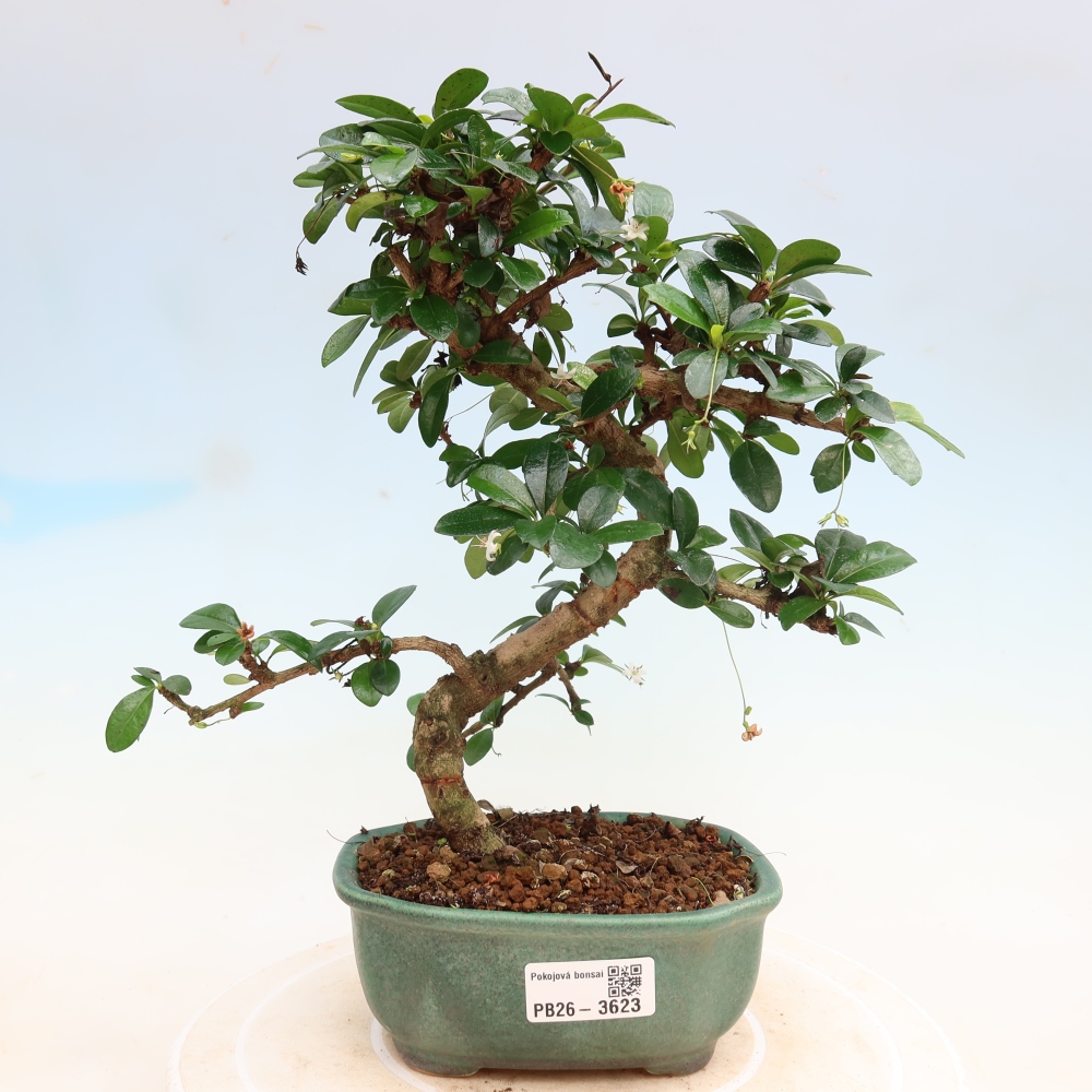 Room bonsai - Carmona macrophylla - Tea fuki