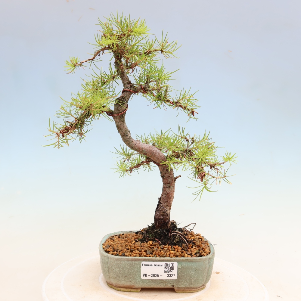 Outdoor bonsai -Larix decidua - Larch