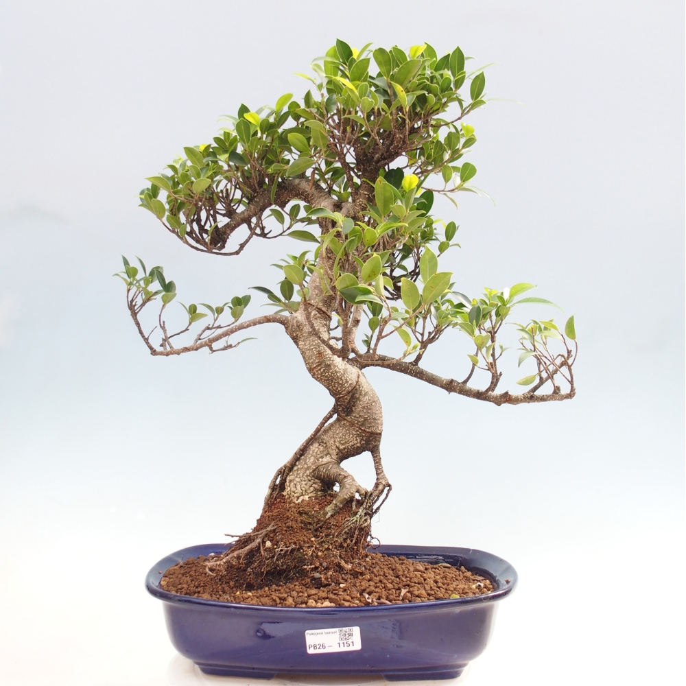 Room bonsai - Ficus kimmen - small-leaved ficus