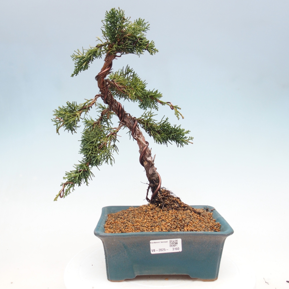 Outdoor bonsai - Juniperus chinensis Kishu - Chinese juniper