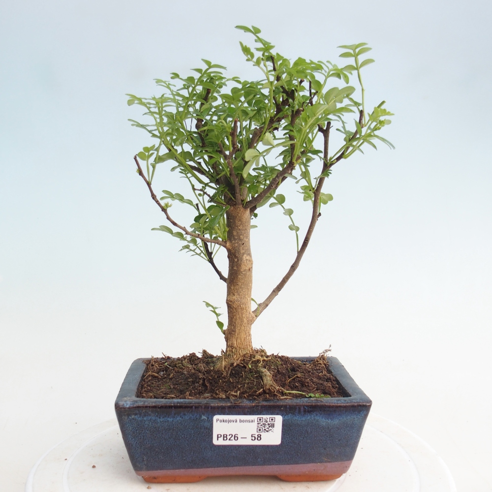 Room bonsai - Zantoxylum piperitum - pepper tree