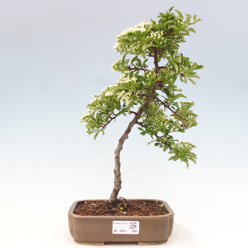 Outdoor Bonsai-Pyracanta Teton -Bakery