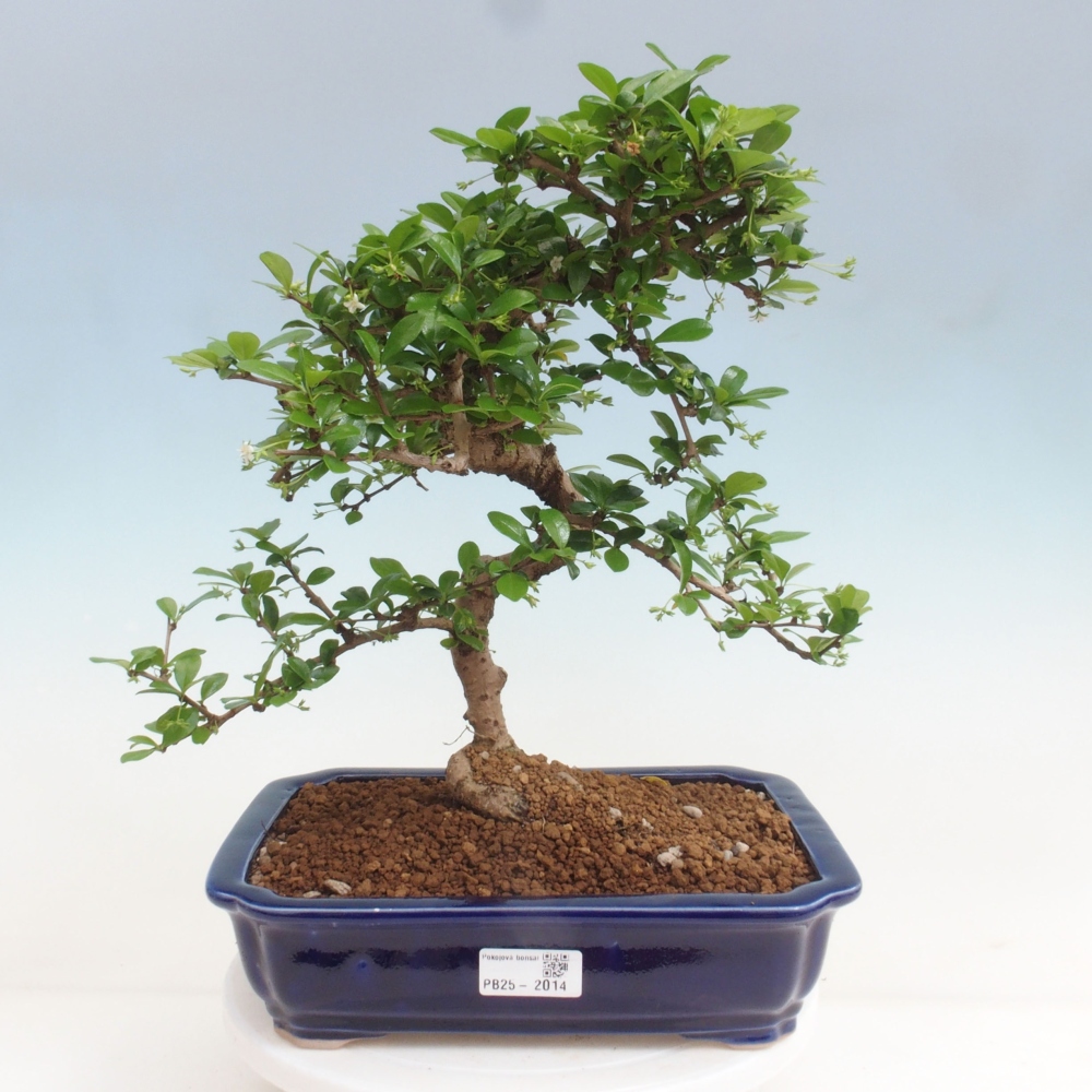 Room bonsai - Carmona macrophylla - Tea fuki