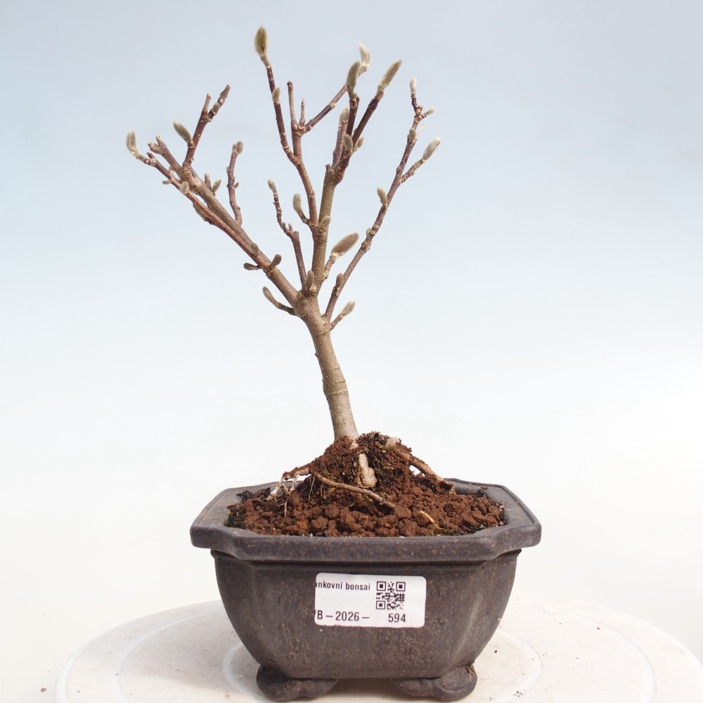 Outdoor bonsai - Magnolia stellata