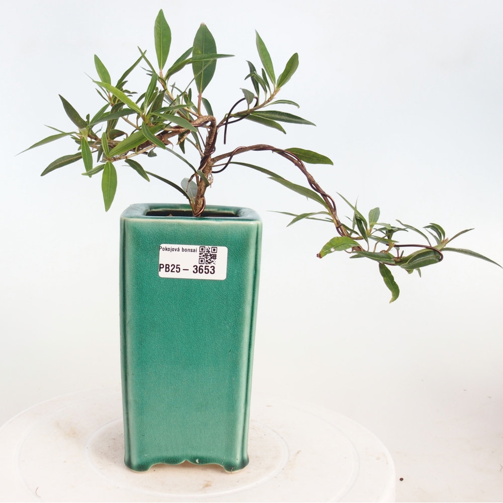 Room bonsai - Ficus nerifolia - small-leaved ficus