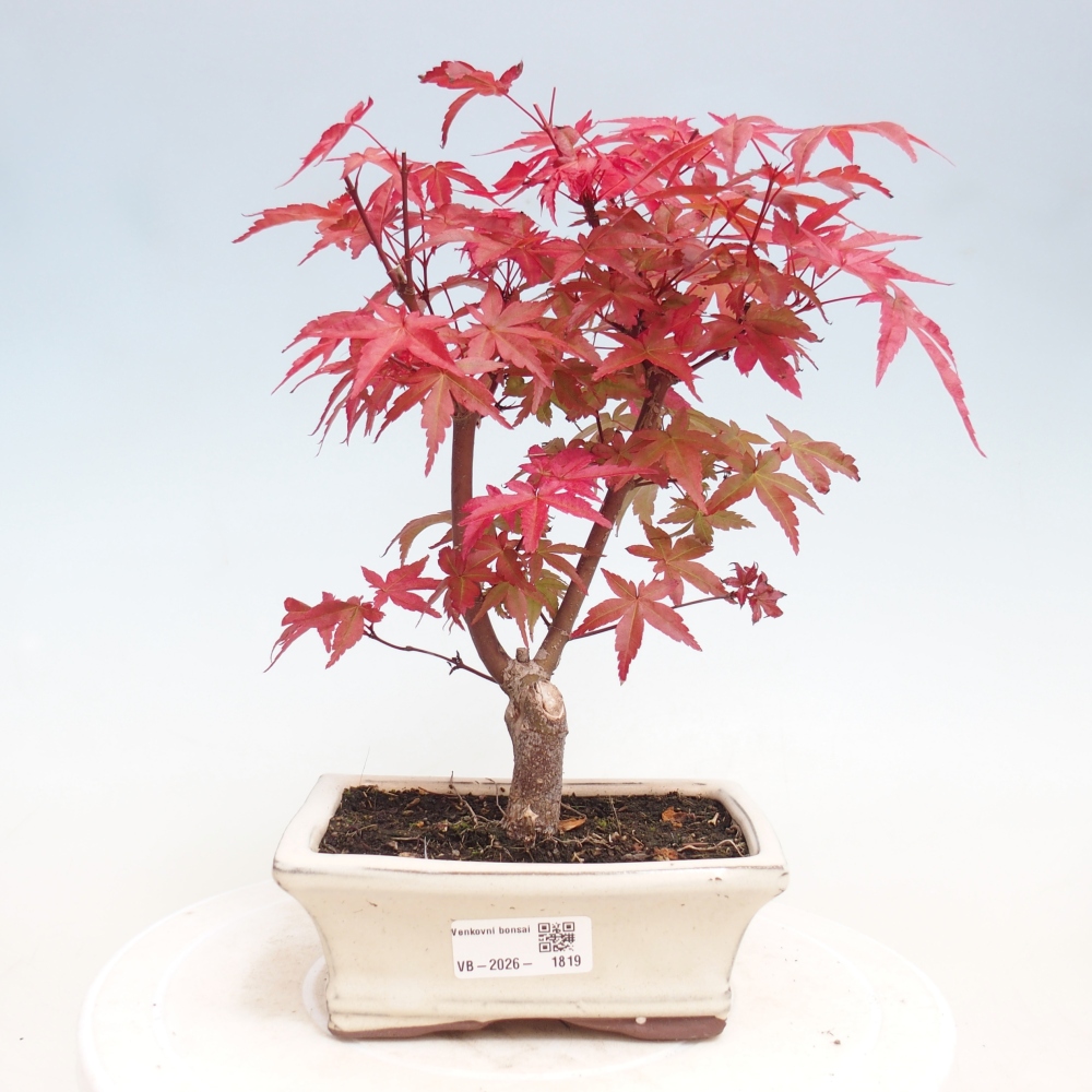 Outdoor bonsai - Acer palmatum DESHOJO