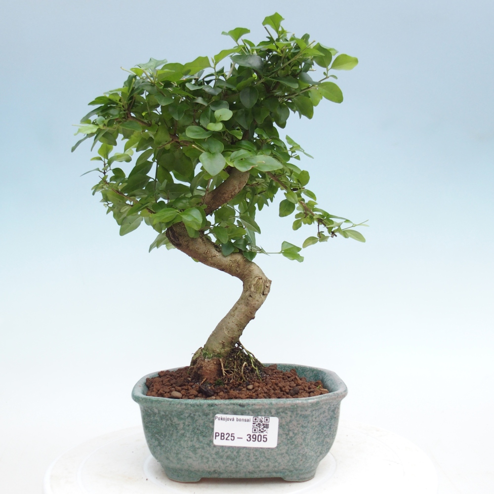 Room bonsai -Ligustrum chinensis - Birds Beak