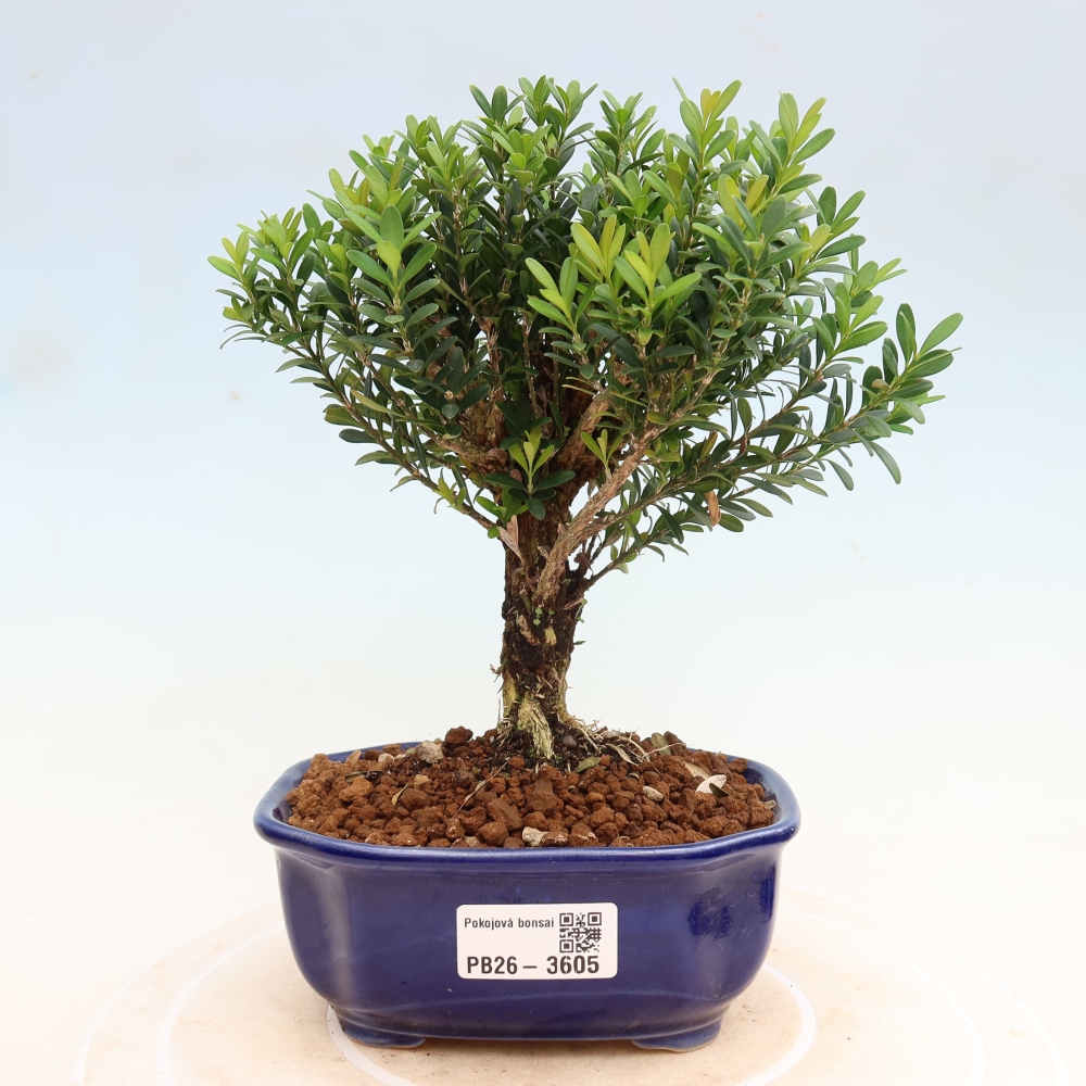 Room bonsai - Buxus harlandii - cork buxus