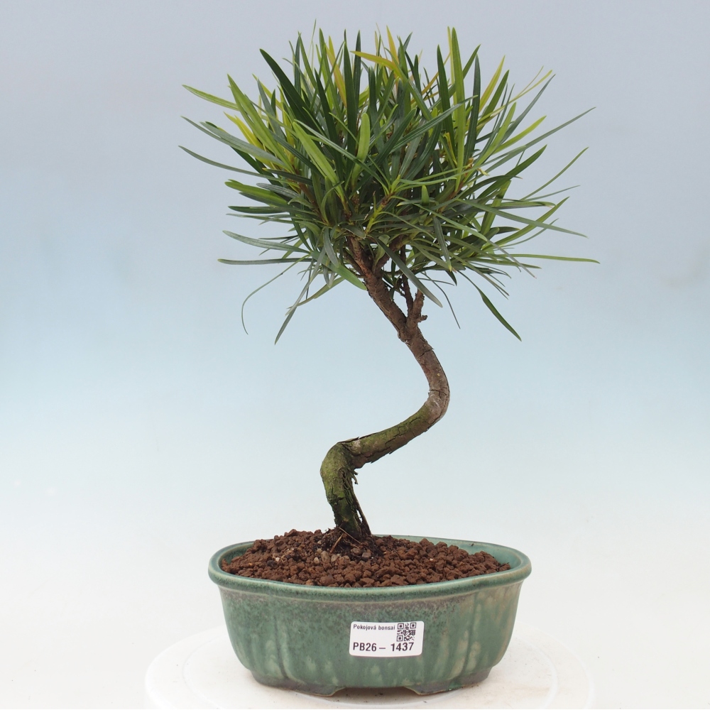 Room bonsai - Podocarpus - Stone Yew