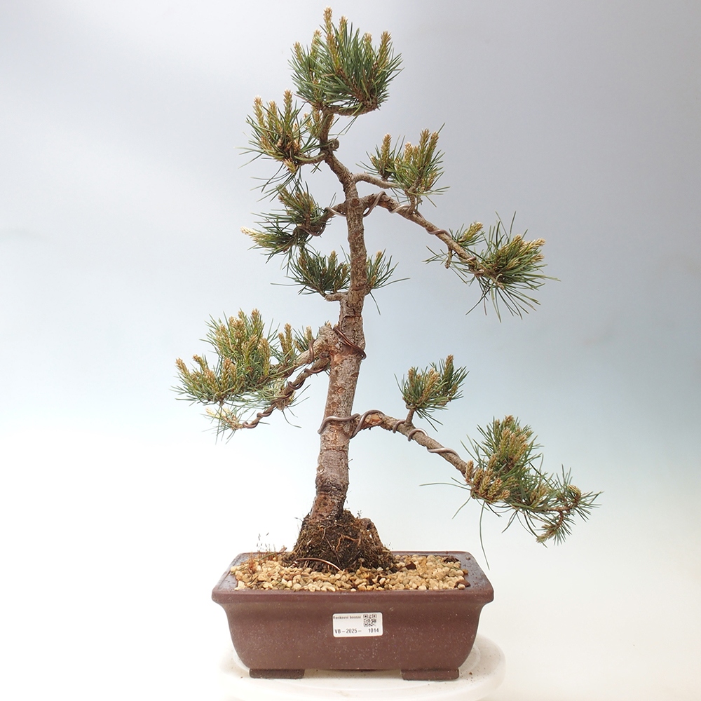 Outdoor bonsai - Pinus Sylvestris - Scots pine