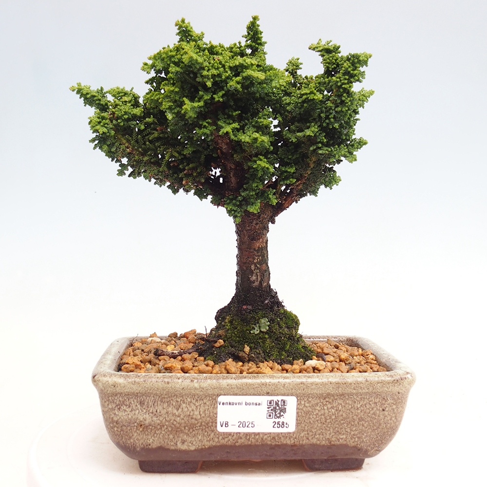 Outdoor bonsai - Cham. obtusa SEKKA HINOKI - Cypress