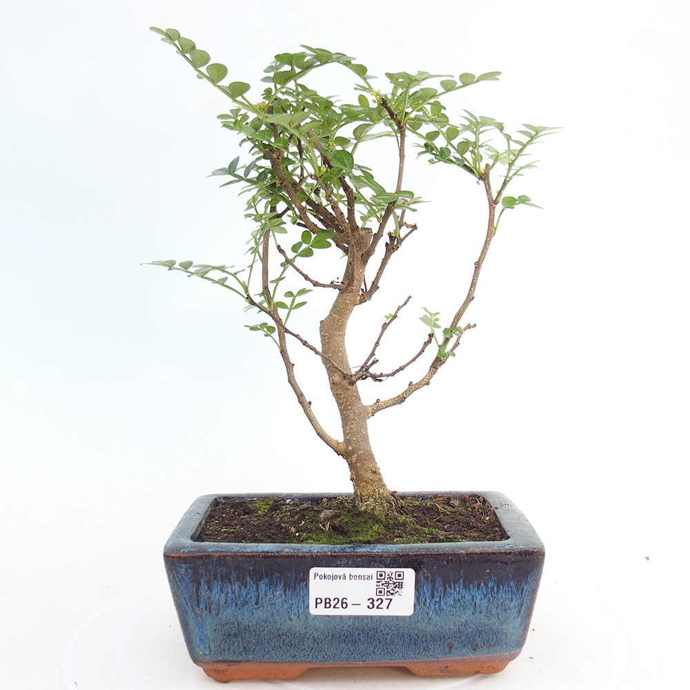 Room bonsai - Zantoxylum piperitum - pepper tree