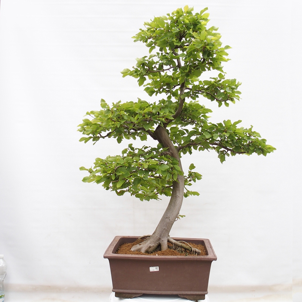 Outdoor bonsai - Hornbeam - Carpinus betulus