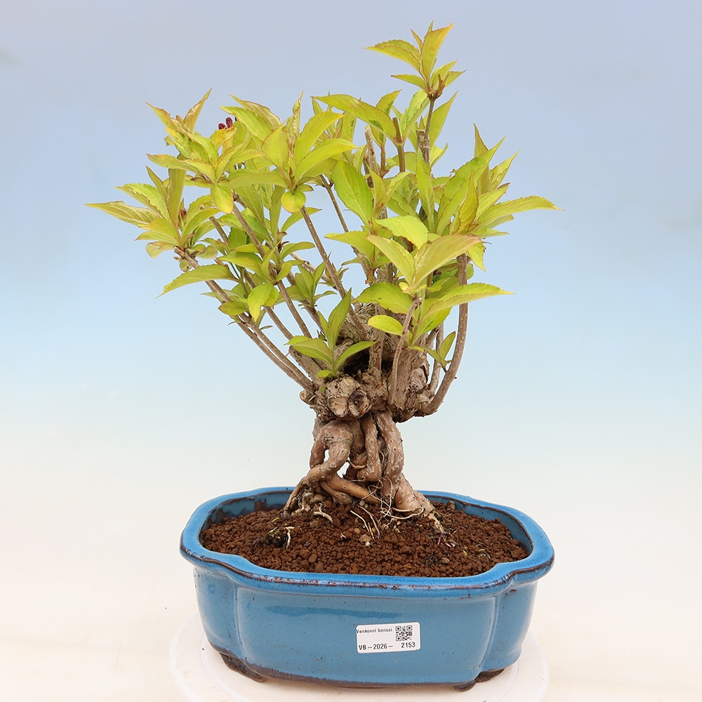 Outdoor Bonsai - Weigela subsessilis - Korean Weigela