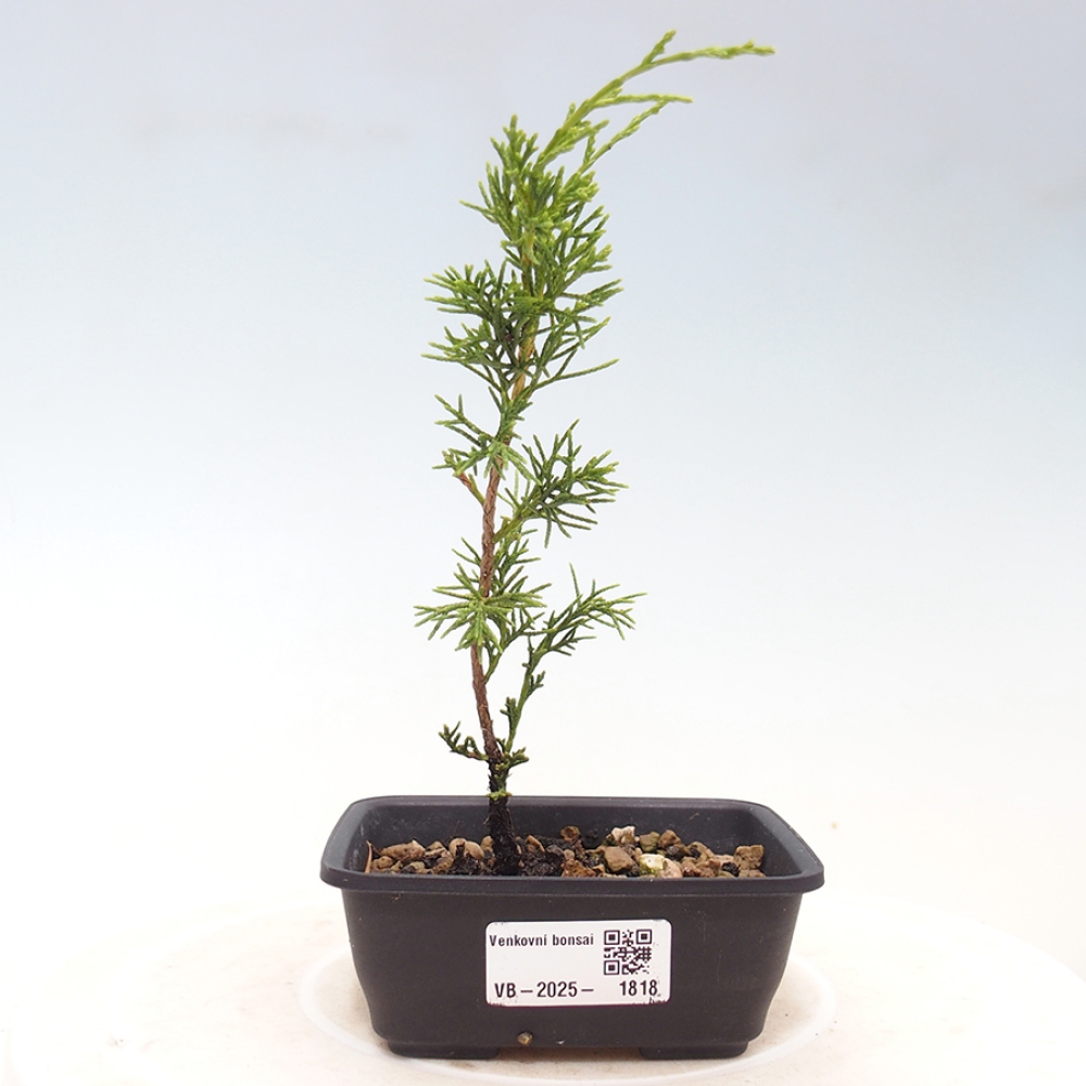 Outdoor bonsai - Juniperus chinensis Itoigawa - Chinese juniper