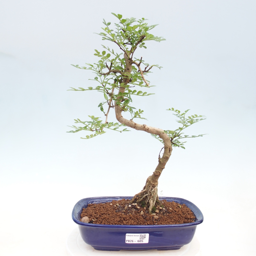Room bonsai - Zantoxylum piperitum - pepper tree