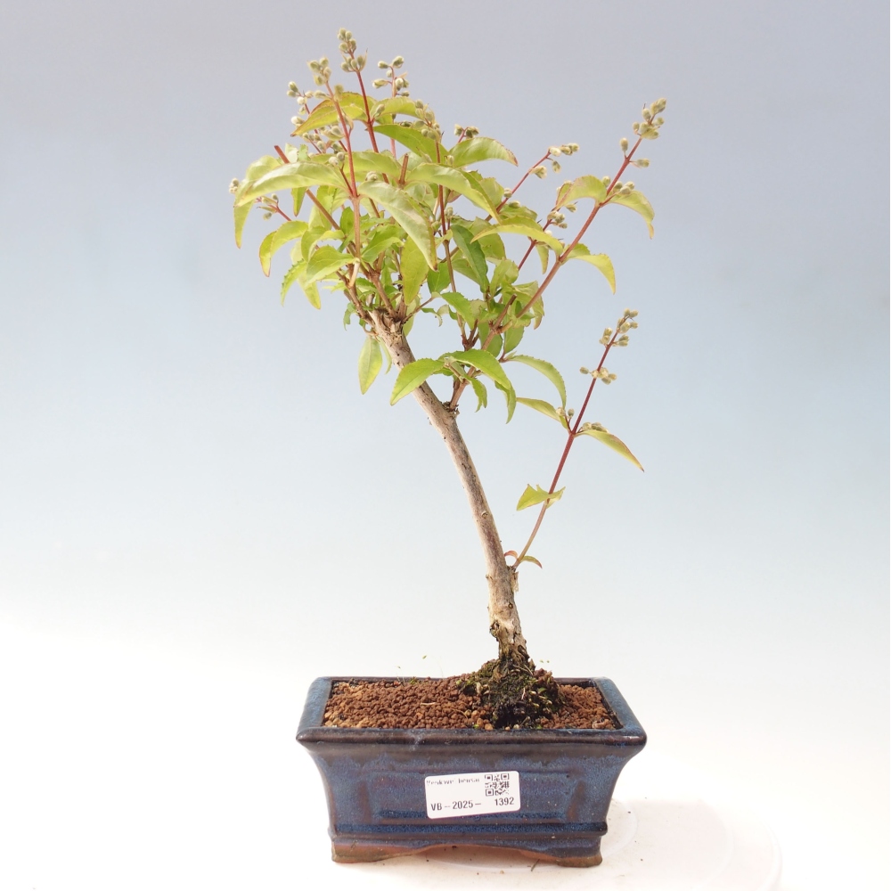 Outdoor bonsai - Deutzia scabra Candidissima - Trojpuk