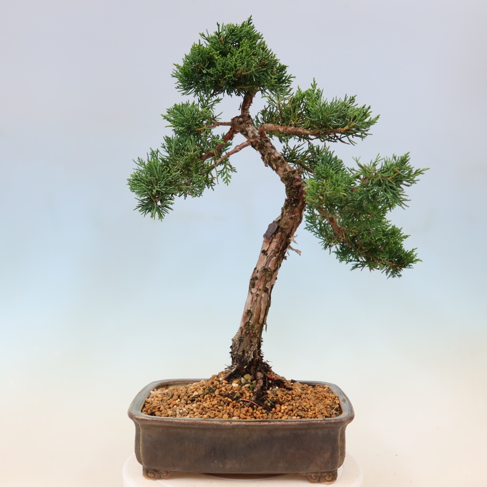 Outdoor bonsai - Juniperus chinensis Kishu